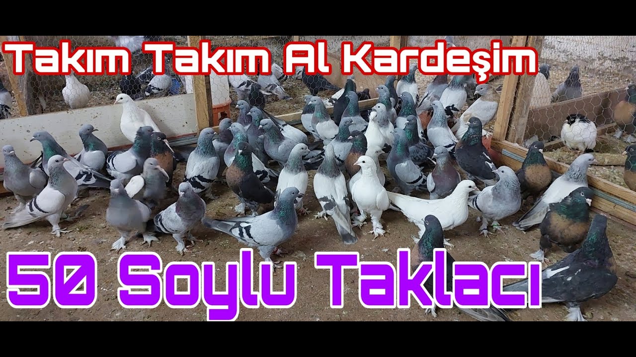 50 Soylu Taklacı.
