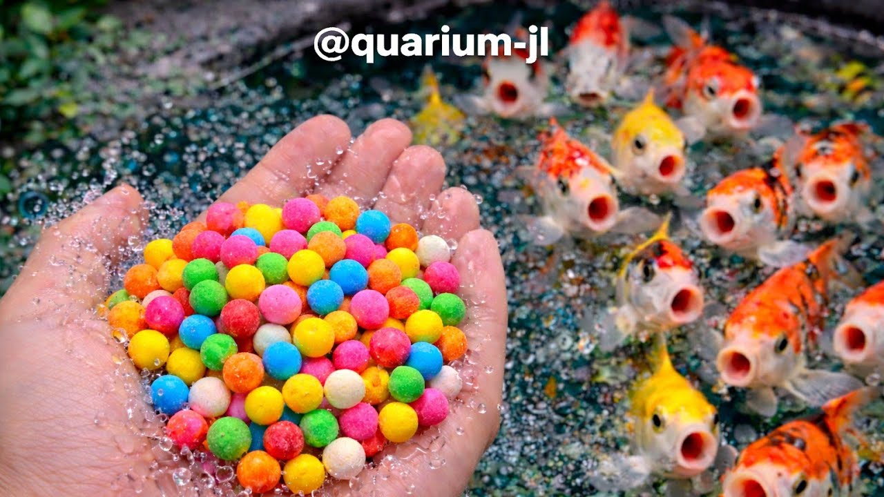 Unboxing ikan koi ikan mas , ikan lele raksasa ,ikan warna warni 