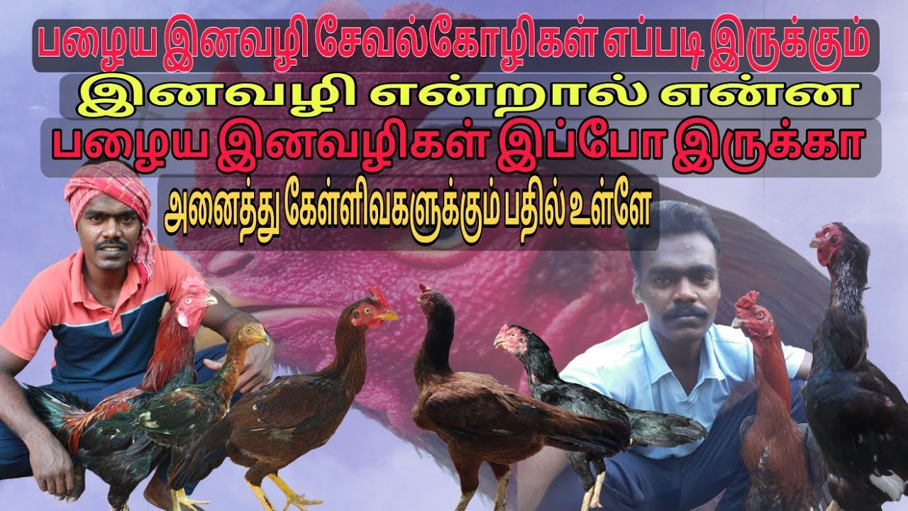 பழைய இனவழி சேவல்கோழிகள் இப்போ இல்லையா இனவழி அப்டினா என்ன?#tamilnaduaseel @TN31DANGERASEELS