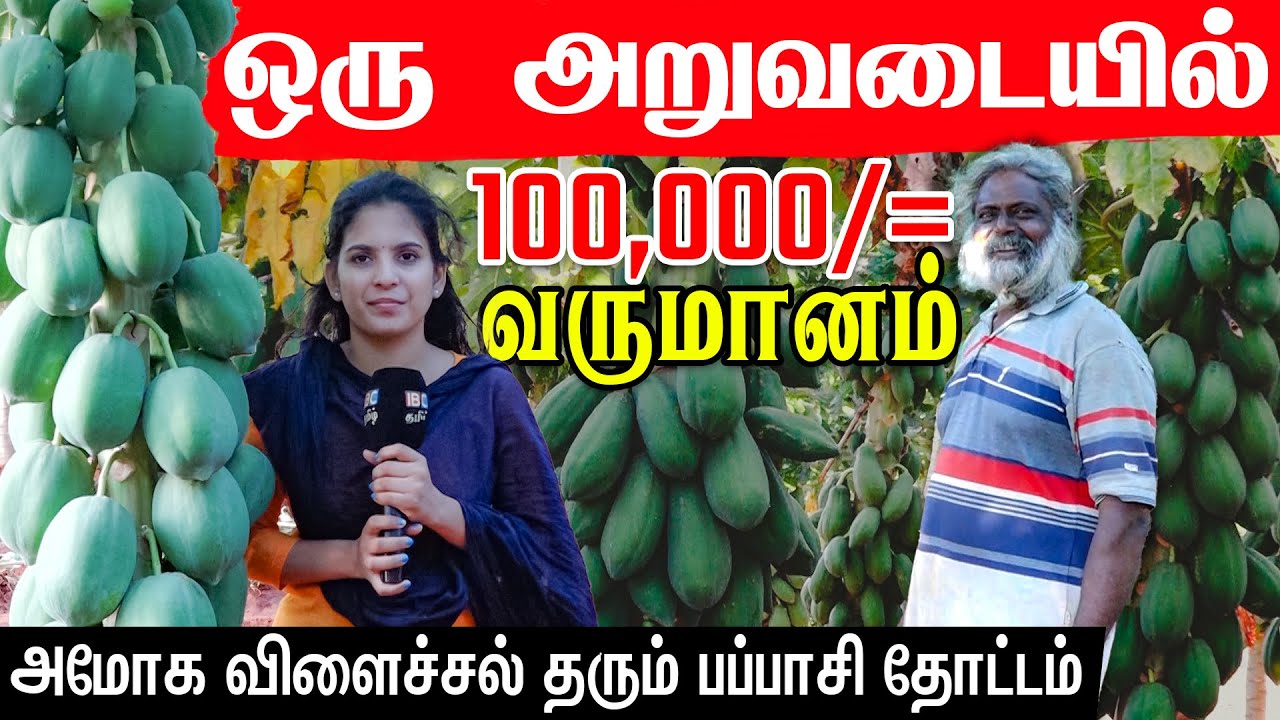 யாழில் அமோக விளைச்சல் தரும் பப்பாசி!! 100000 வருமானம் | Er Nilam | MAITHILY | Papaya Jaffna