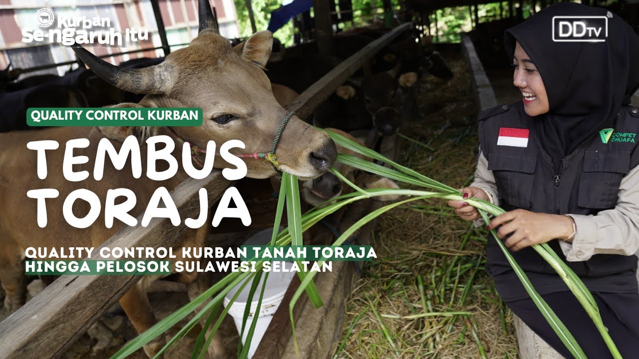 Tembus Toraja hingga Pulau Pelosok Sulawesi Selatan | Quality Kontrol Tebar Hewan Kurban
