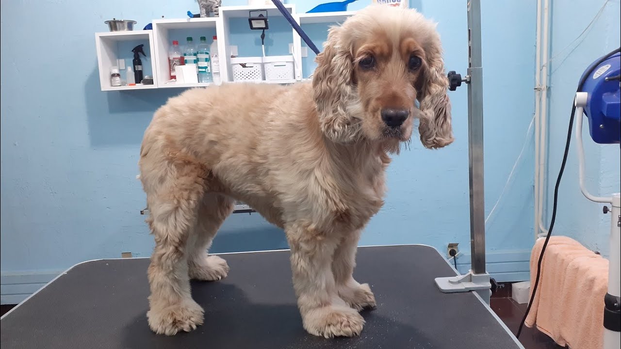 Cocker Spaniel- Short Trim