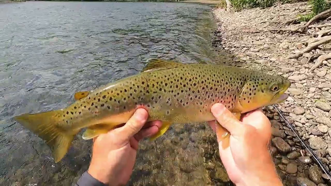 Филиал компании Fly Fishing Delaware East: «НЕ ПРОПУСКАЙТЕ ЭТО ВЕЛИКОЛЕПНОЕ МЕСТО РЫБАЛКИ!!»