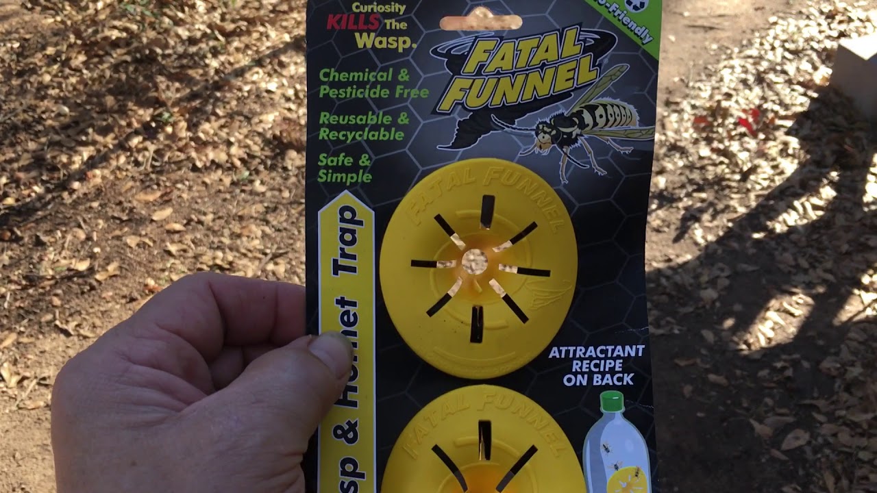 Fatal funnel wasp and hornet trap. Harbor freight.