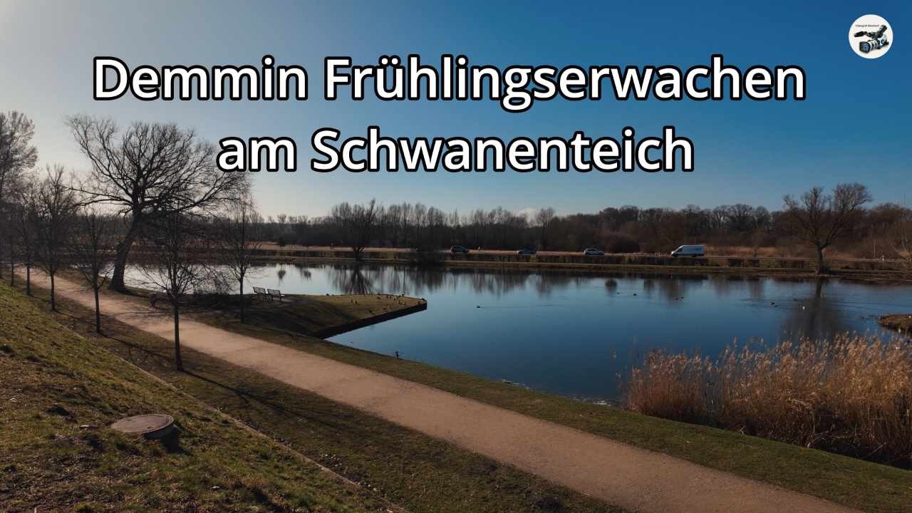 Ist es schon Frühlingserwachen am Schwanenteich in Demmin? 17-03-2026