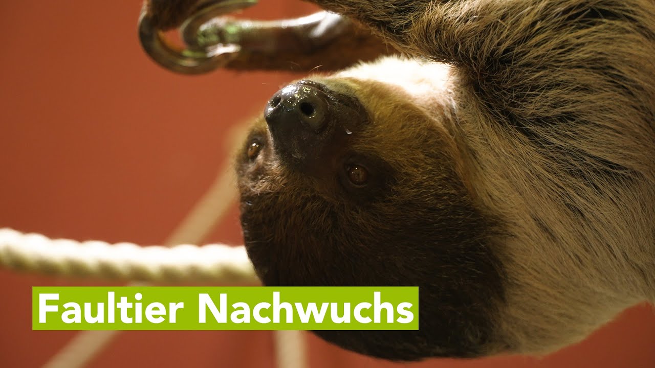 Zoo Schwerin freut sich über gesunden Nachwuchs