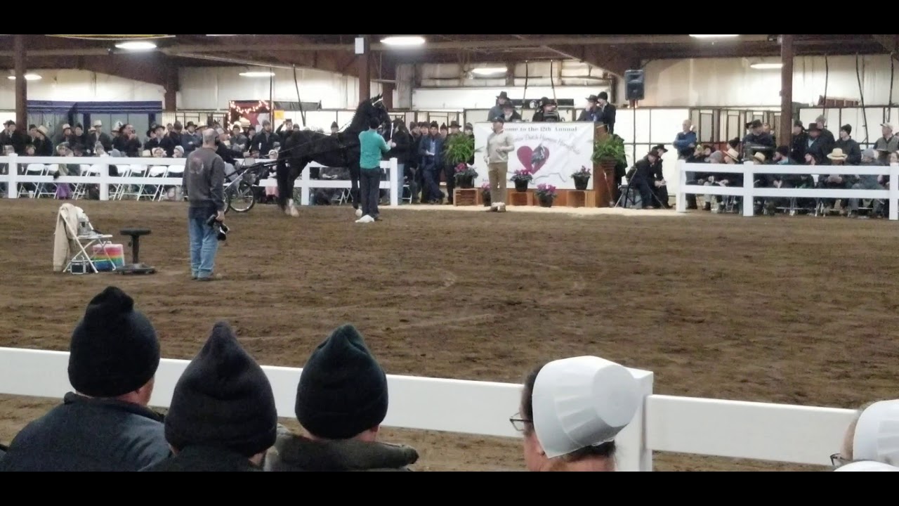 GT's Trump  at Heart of America Dutch Harness Horse sale in Gordyville Illinois