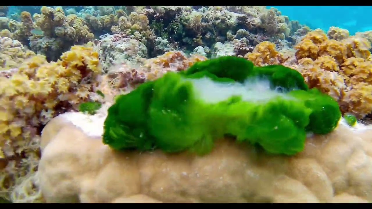 Spectacular Taha’a Coral Garden September 2024