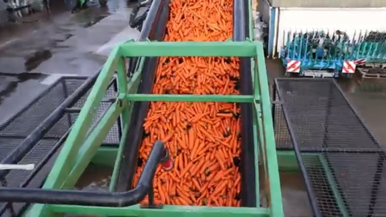 Washing French Carrots - Carrot Washer - Cross Agricultural Engineering