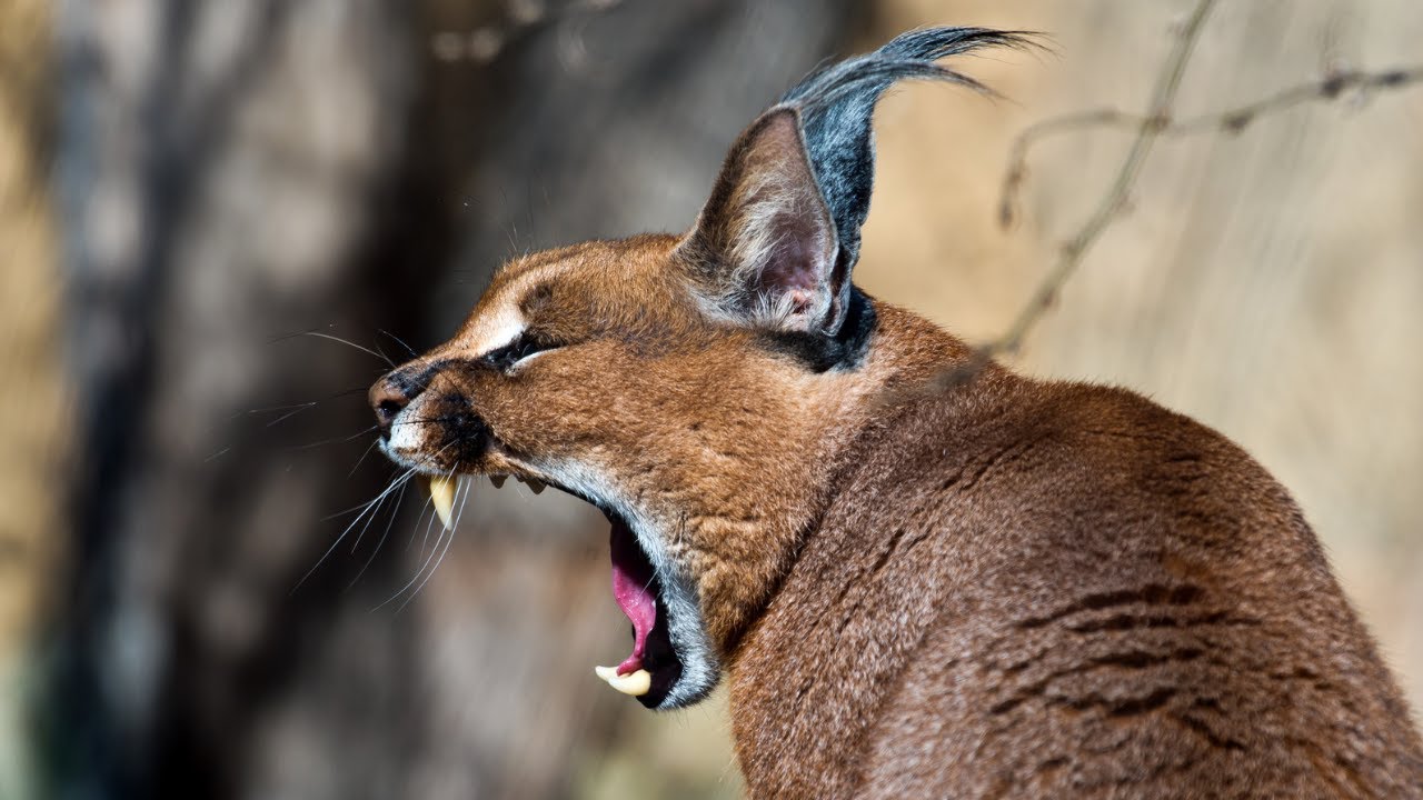 M&egrave;o  Caracal: Linh Mi&ecirc;u tai đen hoang d&atilde;  v&agrave; kỹ năng  săn mồi  đỉnh cao