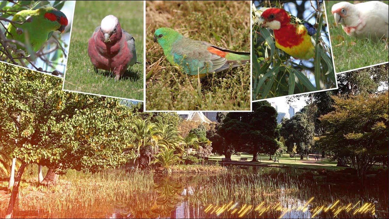 Amazing Birds @ Melbourne Royal Botanic Gardens