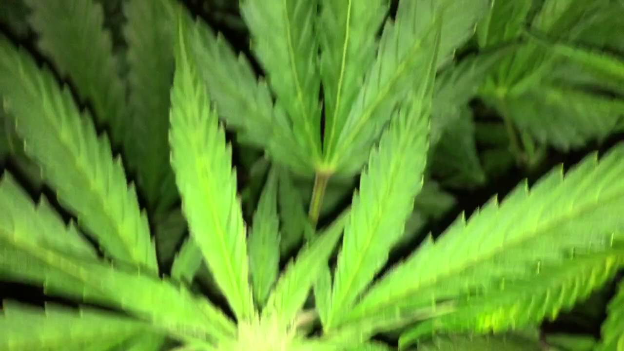 Mars Hydro reflector 96*5 bubbleponics Cash crop auto.  Week 7