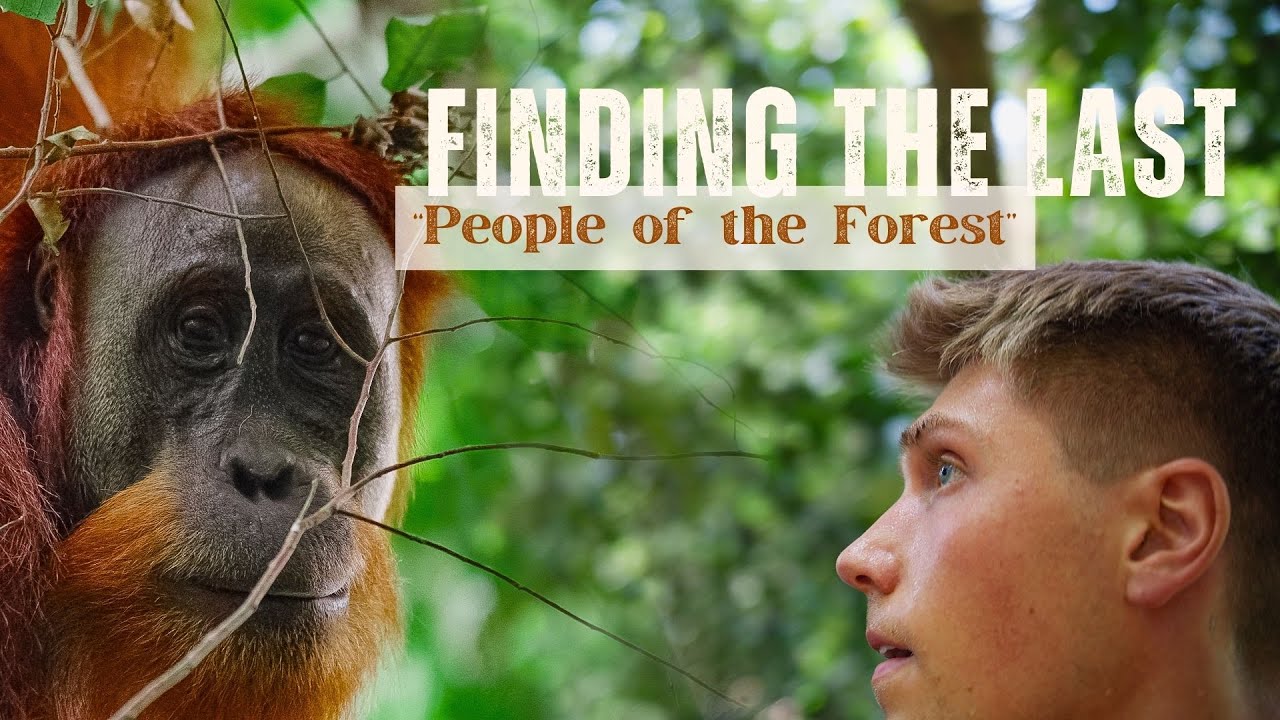 North Sumatra | Finding Wild Orangutans: Jungle Trekking in Gunung Leuser National Park