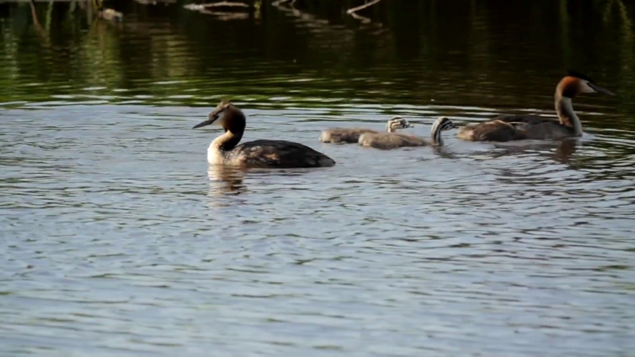 Waterbirds in slow-motion. Bird watch. Waterfowl Humane Birding