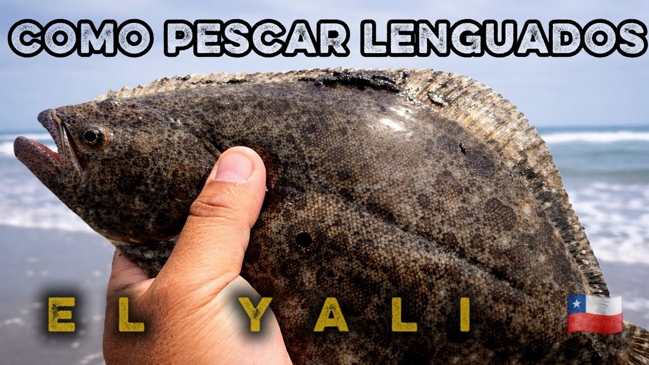 CONSEJOS para PESCAR mas LENGUADOS desde orilla