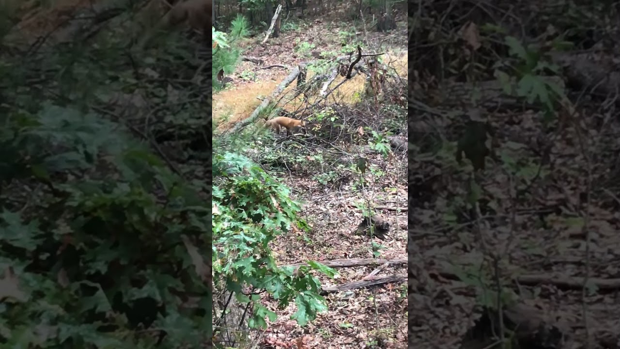 Red Fox Eating a Squirrel