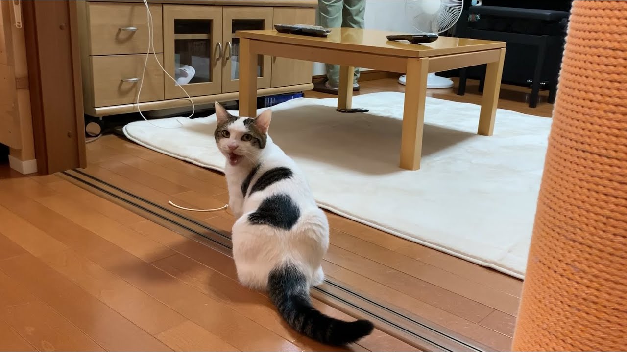 「遊べ」と鳴き声でおねだりする猫
