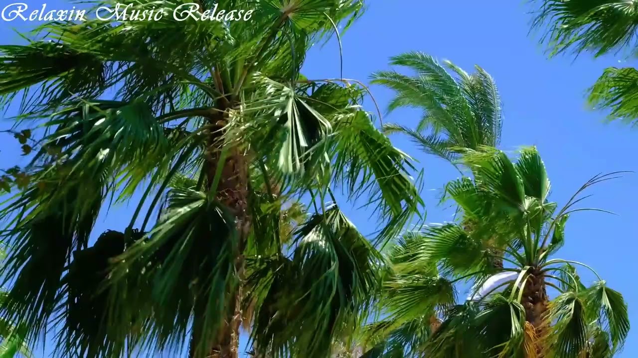 Beautiful Palm Trees Perfectly Relaxing Tropical Ambient Calm Video And Music For Stress Relief