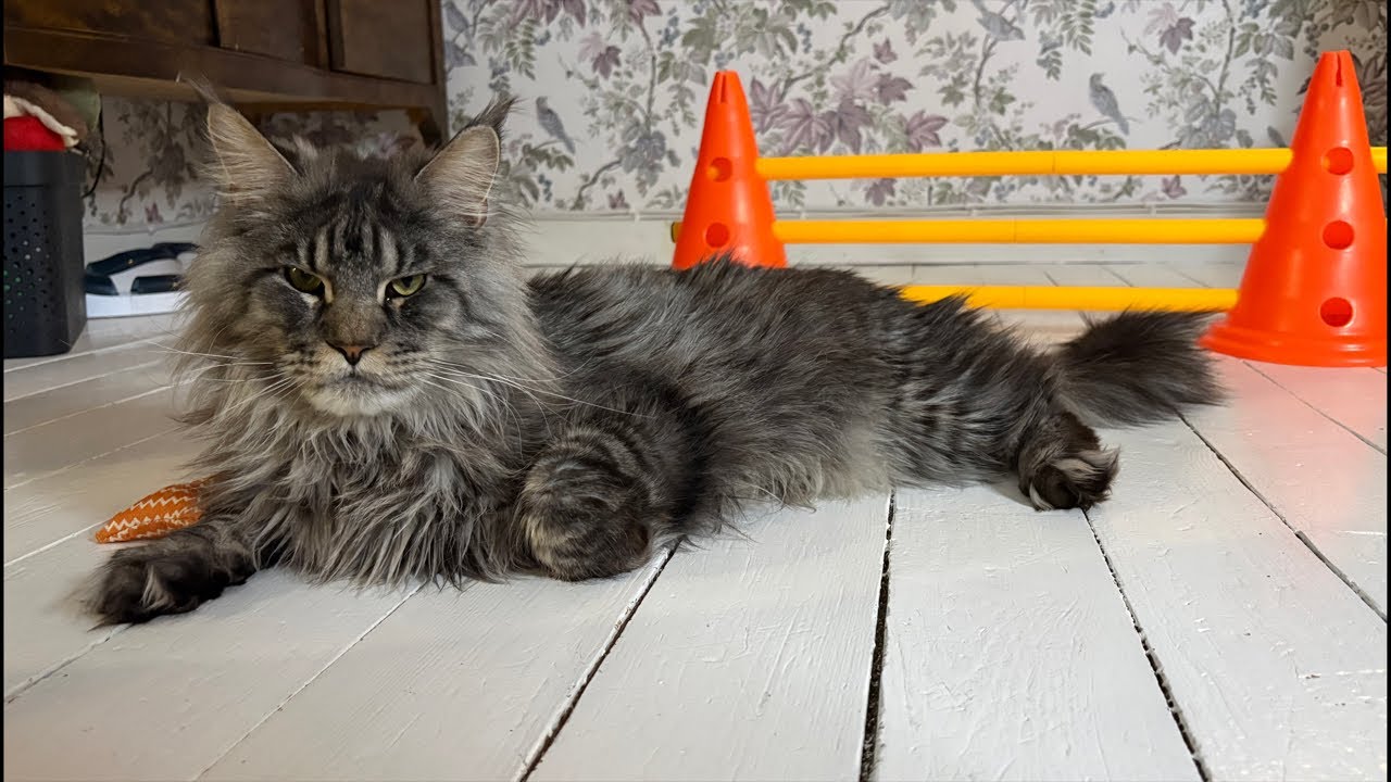 LIVE: Brock The Maine Coon