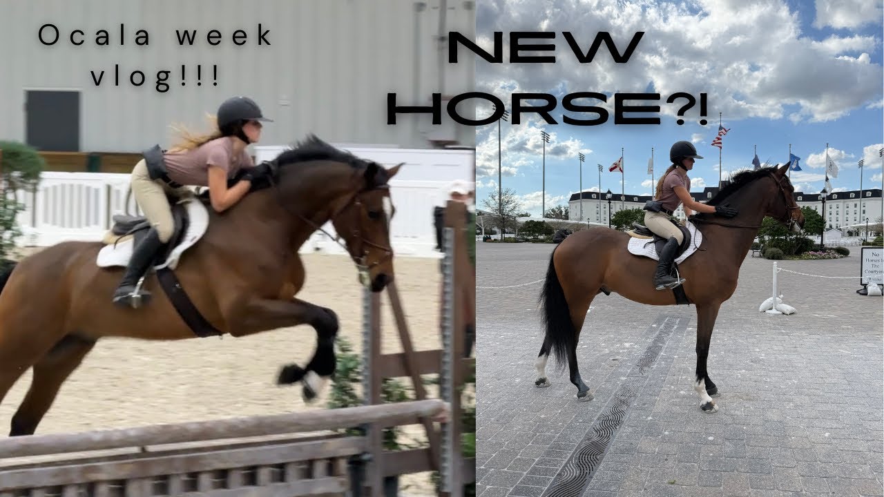 New horse?! My week horse shopping in WEC!