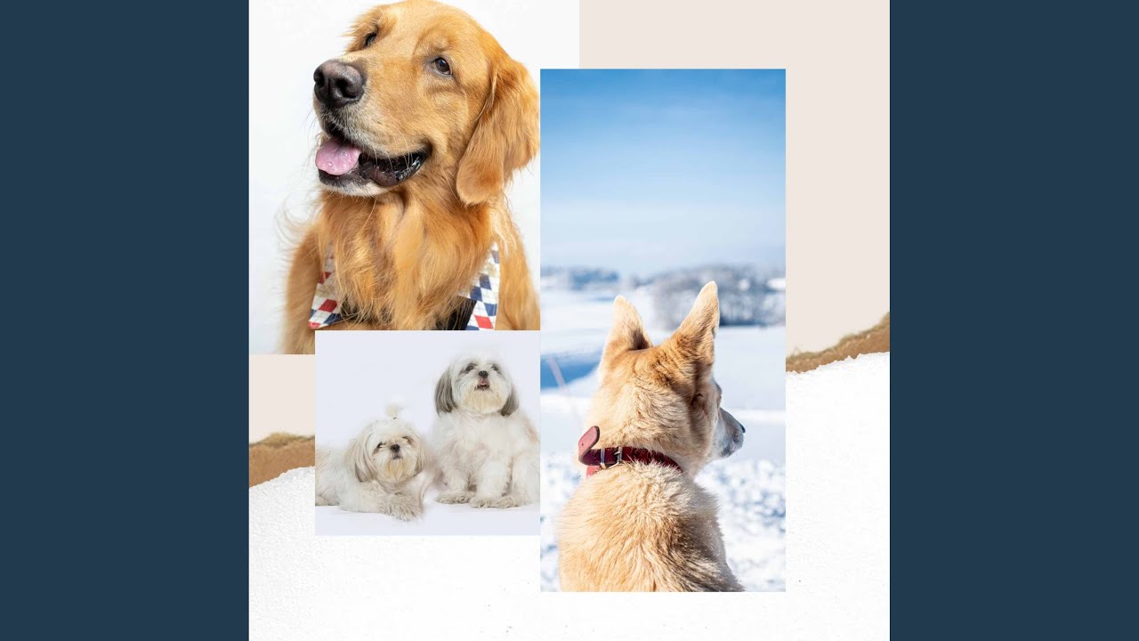 Cheerful Weekend with Dog