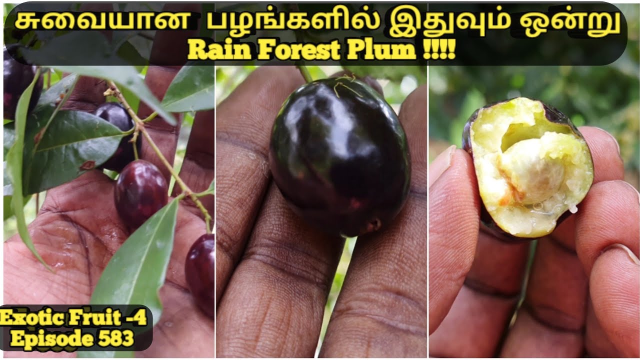 உலகின் சுவையான பழங்களில் இதுவும் ஒன்று #Rainforest Plum #அட்லாண்டிக் மழைக்காடு பிளம் பழம்