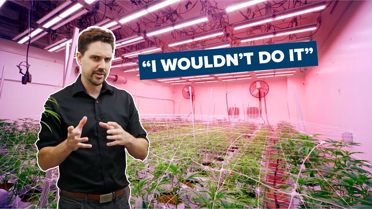 How Far Red Light Affects Cannabis | Fluence Research