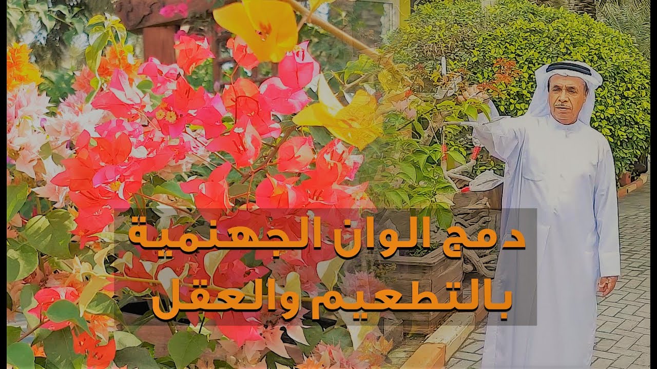 طرق دمج ألوان الجهنمية - The Ways to combine Bougainville colors