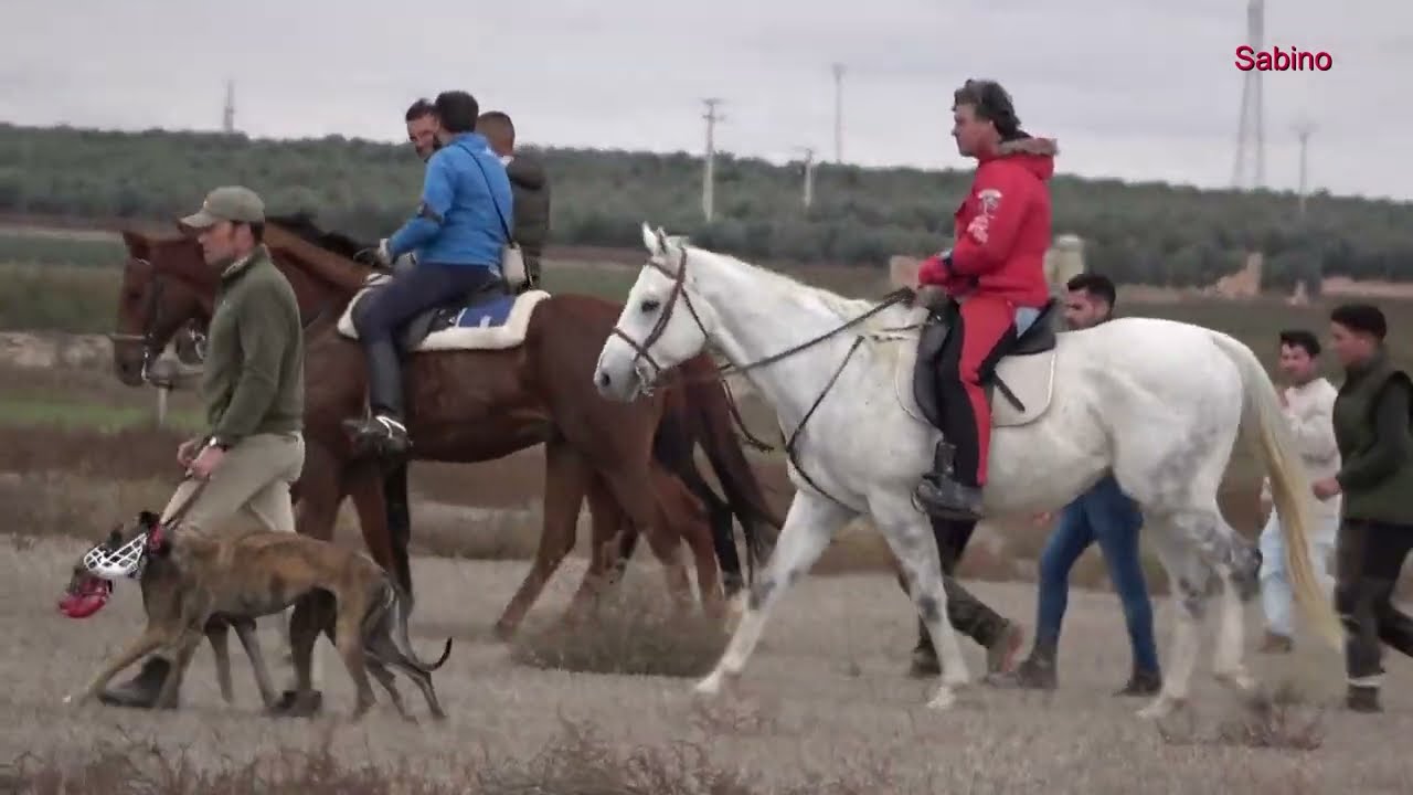 VideoSabino Galgos con bozal para proteccion de la liebre