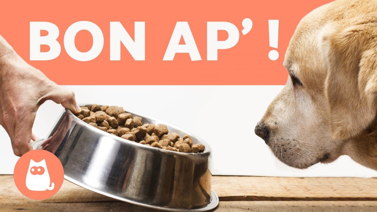 Comment faire pour que mon chien MANGE ses CROQUETTES ? 5 ASTUCES infaillibles! 🐶✅