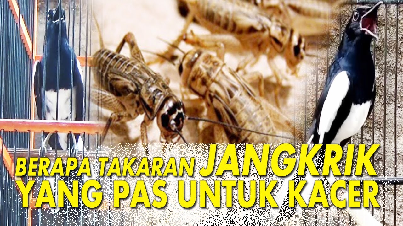 BERAPA PORSI JANGKRIK YANG PAS UNTUK KACER ?? | MENCARI SETTINGAN KACER | DR KACER
