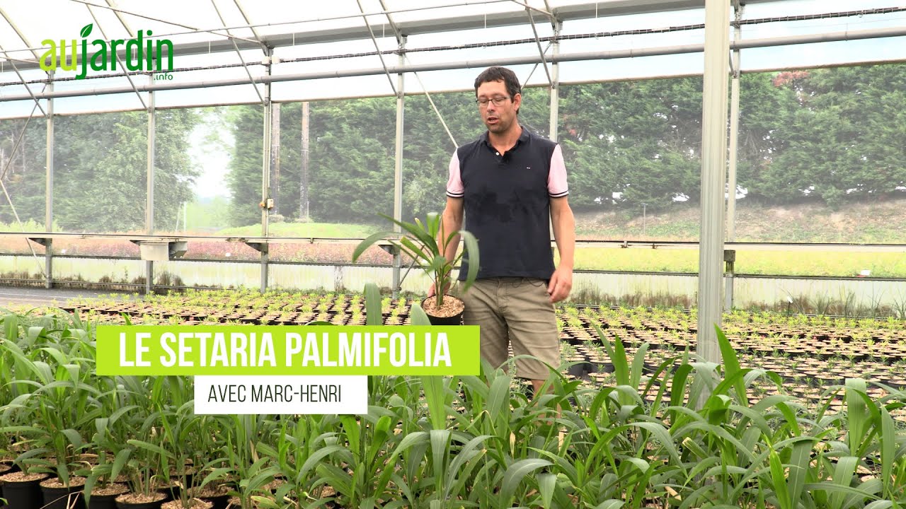 SETARIA PALMIFOLIA, une HERBE-PALMIER pour une AMBIANCE EXOTIQUE 🌴
