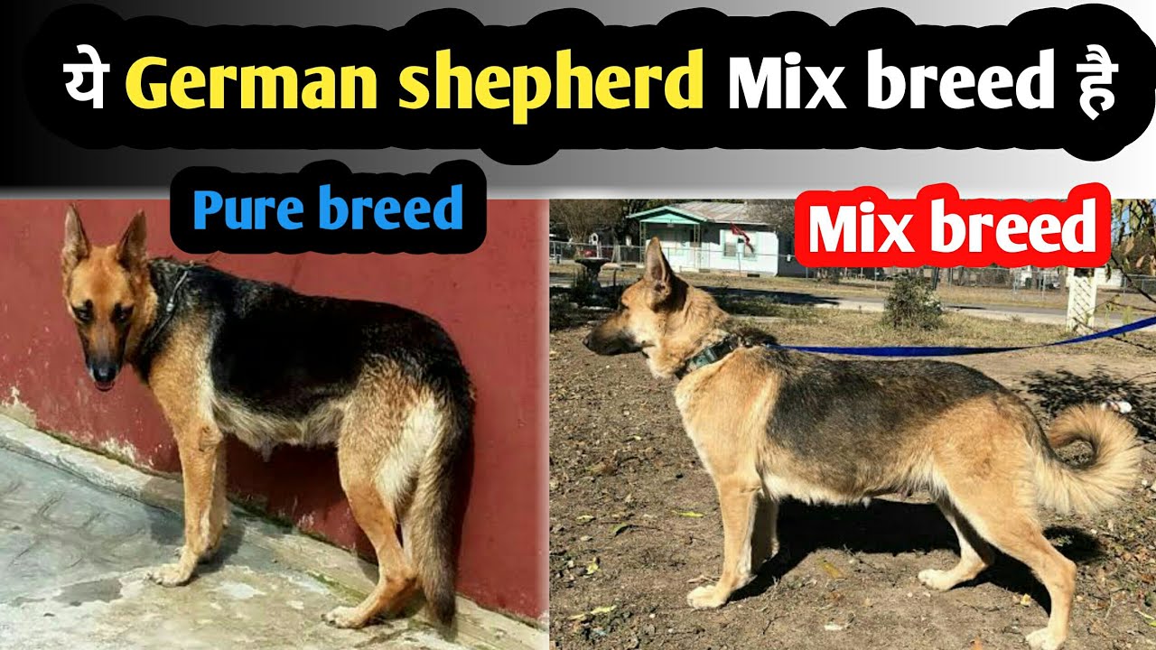 What is the reason of German shepherd  Tail round || Pure breed or Mix breed 😞😞😞