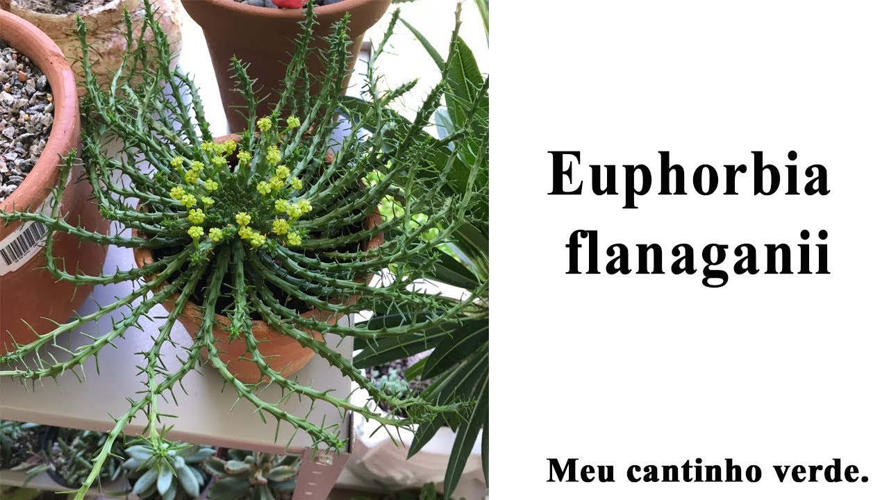 Medusa Euphorbia flanaganii