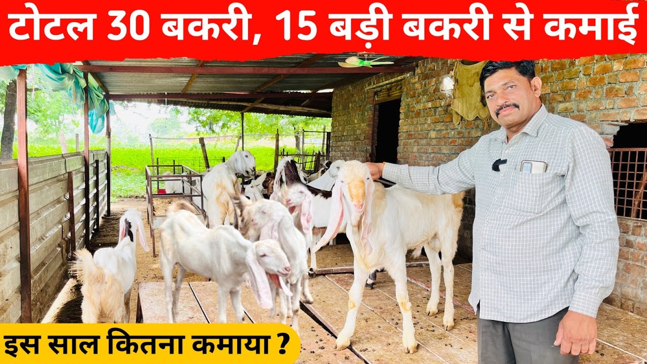 40 बच्चे एक साल में बेचें 15 बकरियों से कितनी कमाई | Village Goat Farming In India
