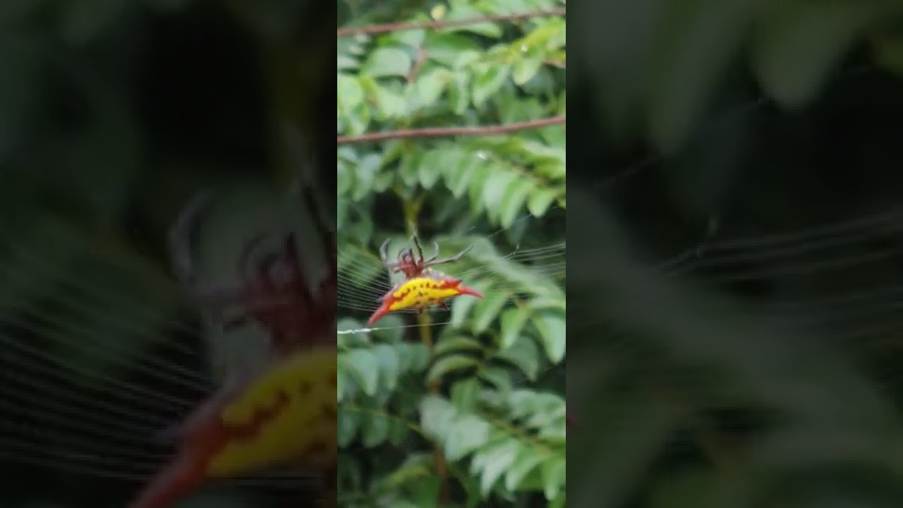 long winged kite spider 🕷️🕸️