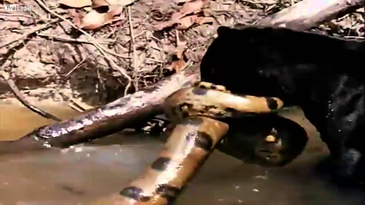 Male Jaguar and Black Panther Versus Green Anaconda Better version in HD