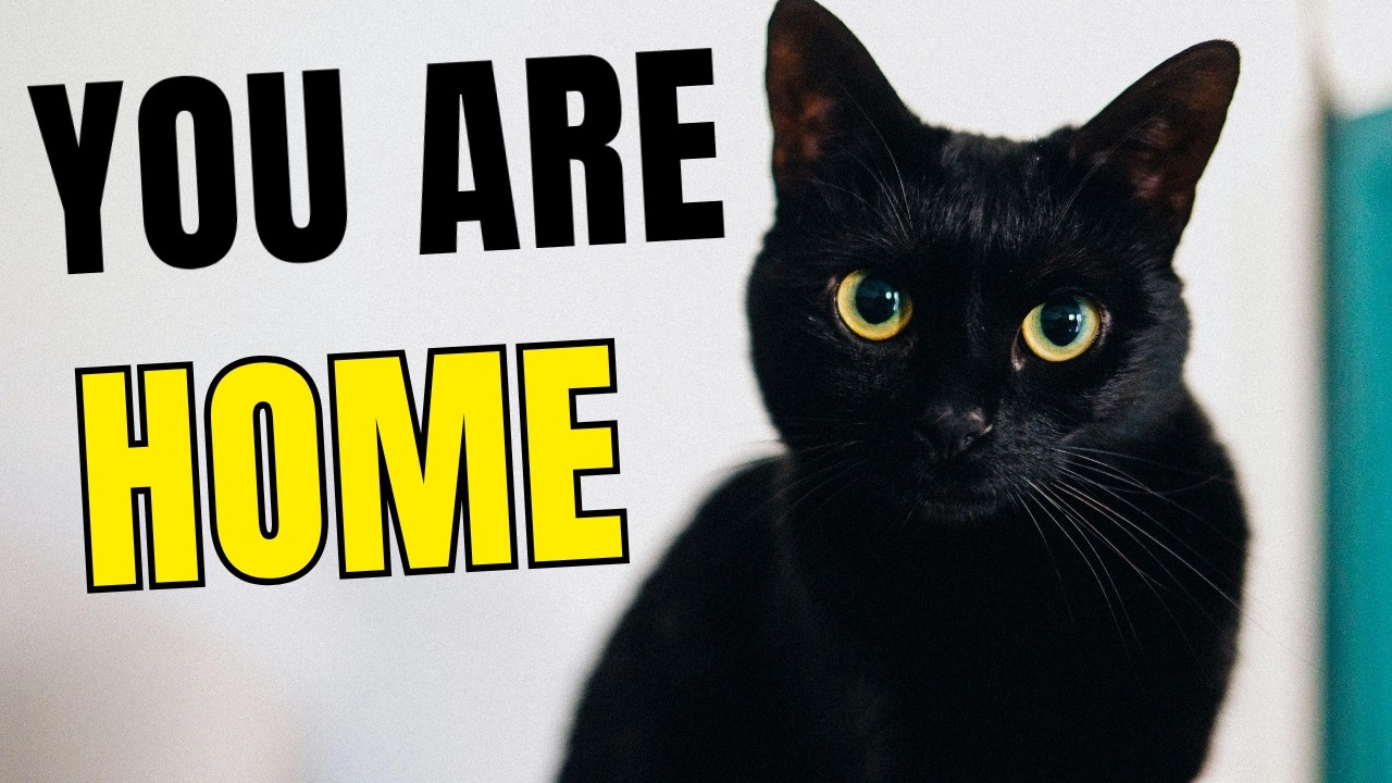 When a CAT Fully BELONGS