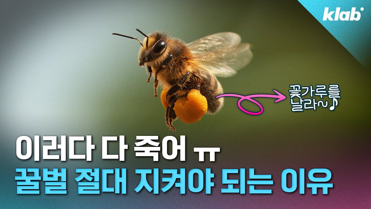 🐝 텅텅 비어가는 벌통...1년에 140억 마리 이상 사라지고 있습니다 