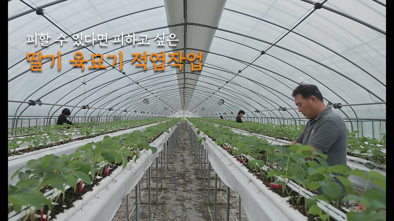 딸기 육묘시기 피하고 싶은 적엽작업 / 딸기육묘 / 딸기 우량묘 키우기