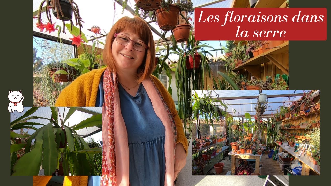 Les floraisons dans la serre🌸c'est le printemps | Les Epiphyllums | Les Echeverias | Les Kalanchoes🌸