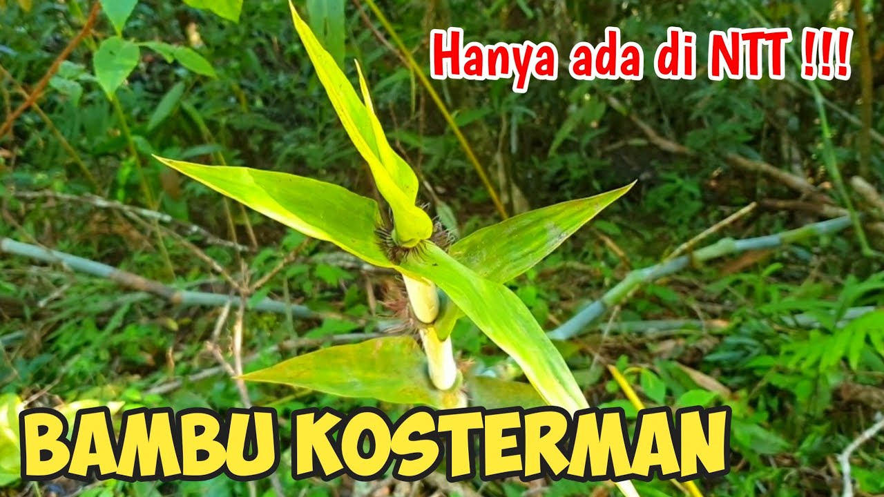 Flora di Taman Nasional Matalawa || Bambu Kosterman (Dinochloa kostermansiana S.Dransf)