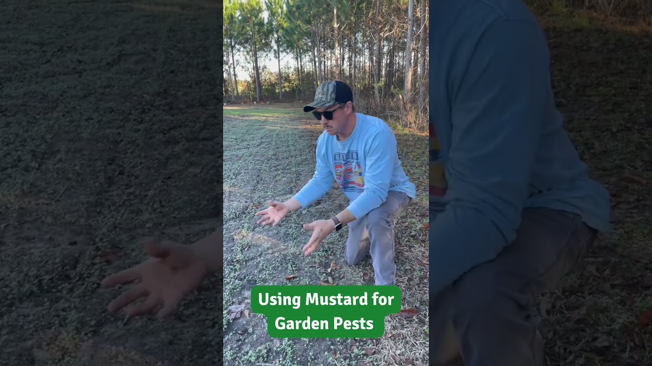 Building Better Soils with Mustard!