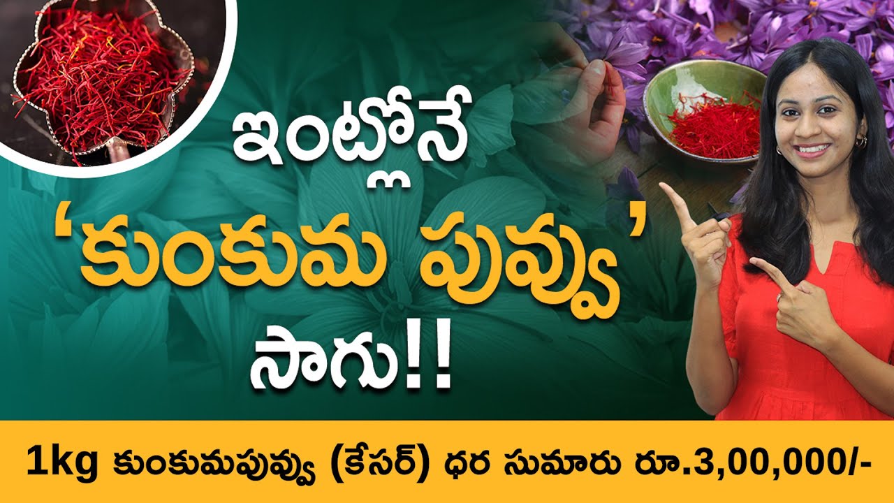 Saffron Farming In Telugu -  How To Start Saffron Farming? | Saffron Cultivation | Jessica