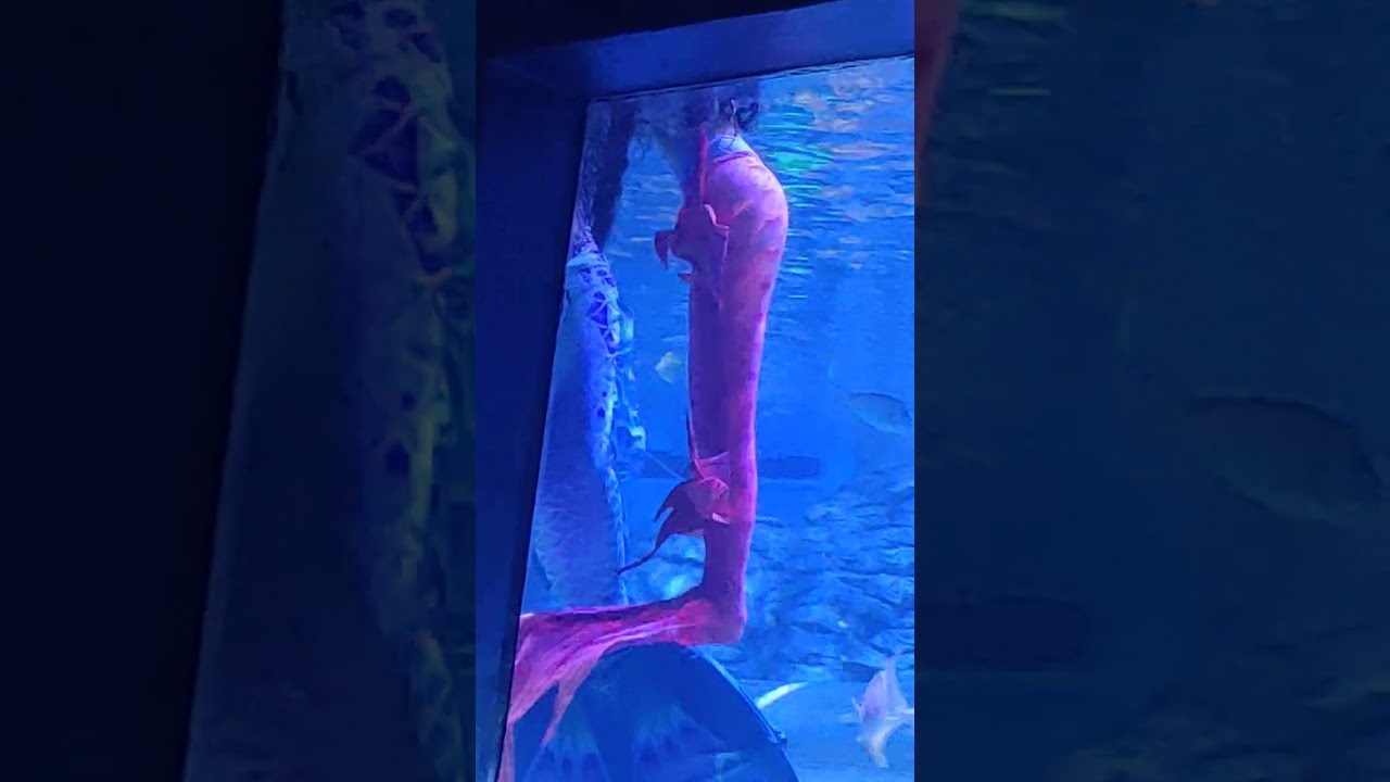 Mermaid show 