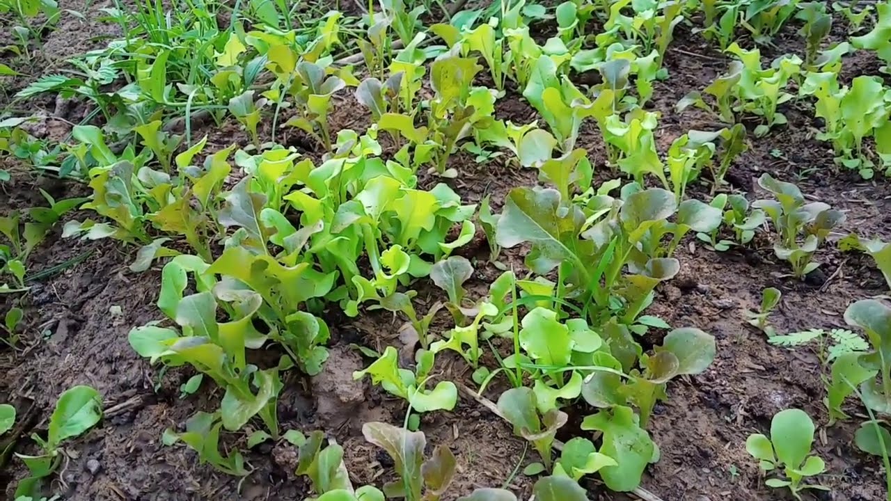 Lettuce, we shouldn't buy seeds again.