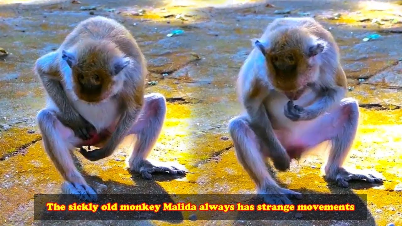 The sickly old monkey Malida always has strange movements and can't control her own