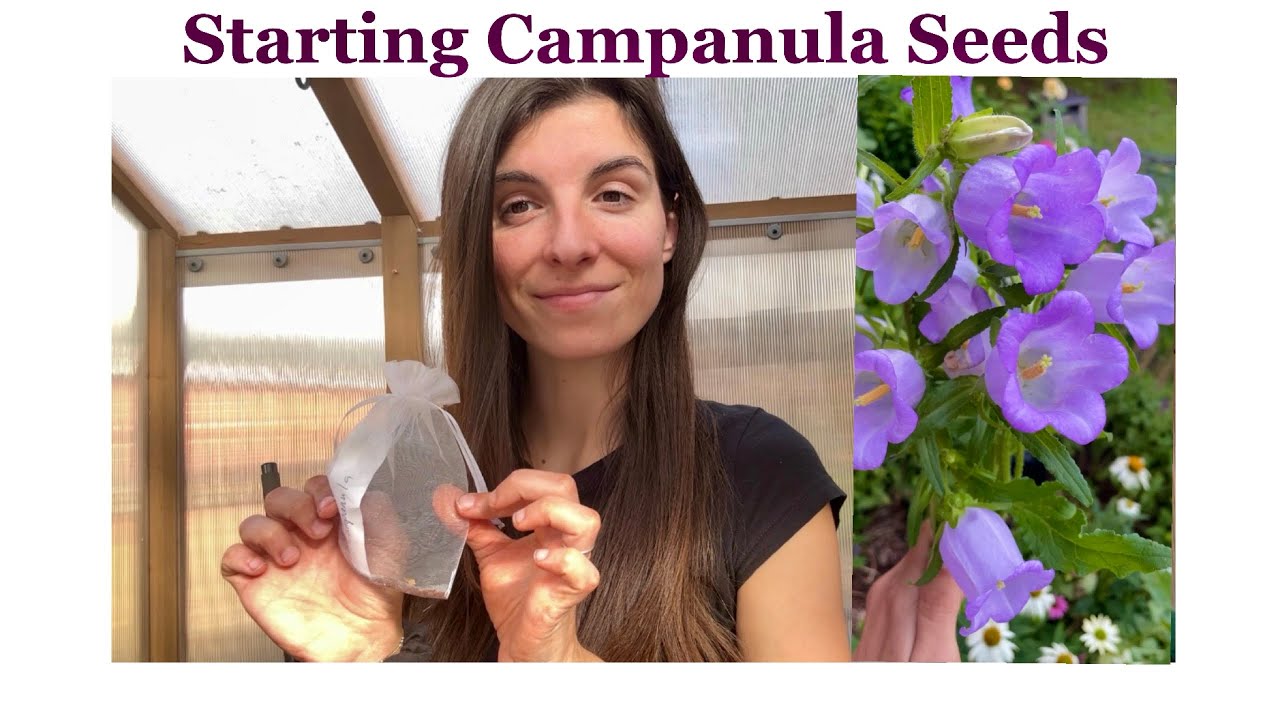 Как вырастить колокольчик (Canterbury Bells) из семян: как начать выращивать из семян.