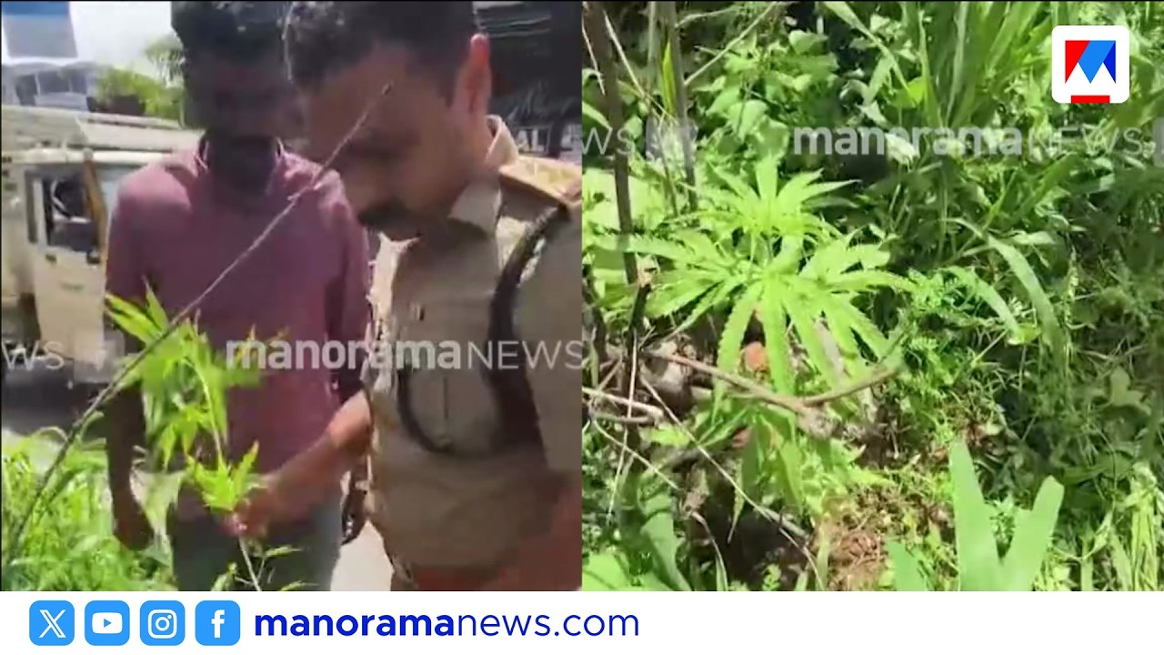 വൈറ്റിലയിൽ മെട്രോ തൂണിന് താഴെ കഞ്ചാവ് ചെടി; അന്വേഷണം തുടങ്ങി എക്സൈസ് | Vyttila | CannabisPlant