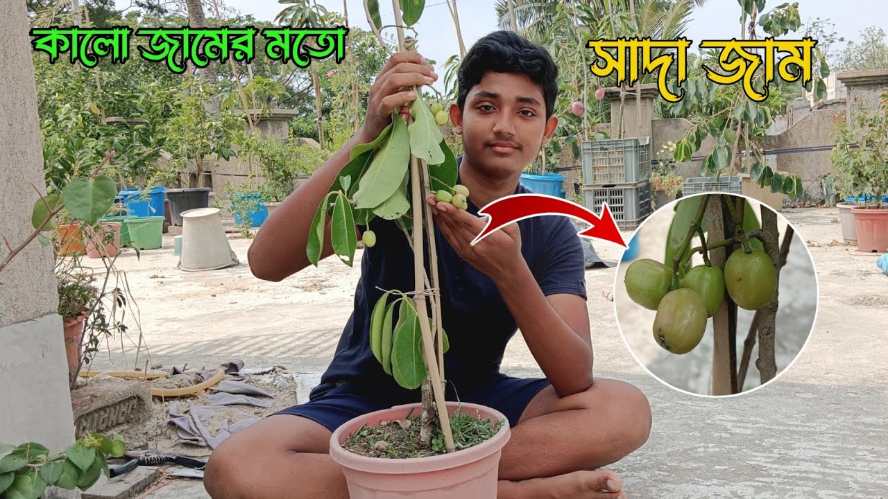 কালো জামের মতো সাদা জাম || জাম গাছের রিভিউ || খেতে খুব সুস্বাদু || জাম গাছের পরিচর্যা